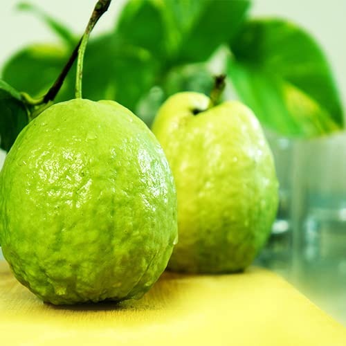 Lalit guava|Best guava plant for home garden