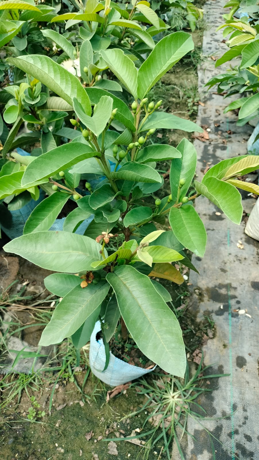 Lalit guava|Best guava plant for home garden