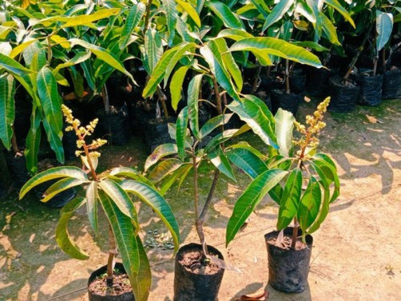 Sindur Kouta mango |Sindur Kouta mango grafted plant for sale
