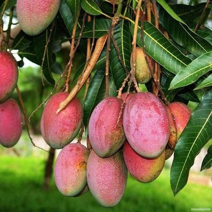 Sindur Kouta mango |Sindur Kouta mango grafted plant for sale