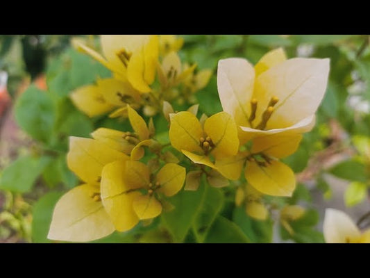 The Subarna Thai variety of Bougainvillea