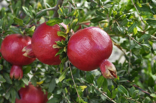 Super Bhagawa Pomegranate Plant|Best Quality Super Bhagawa Pomegranate Plants