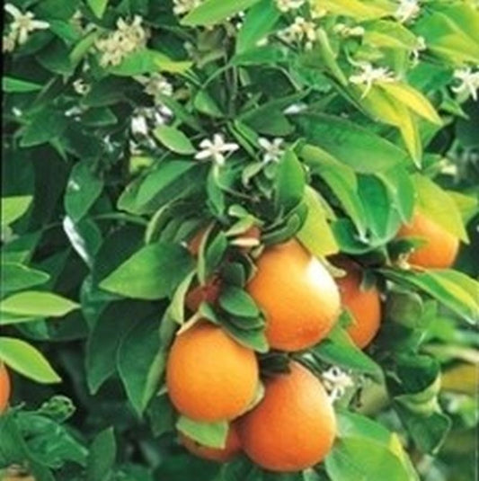 Washington Navel orange Plant|Buy Washington Navel orange plant