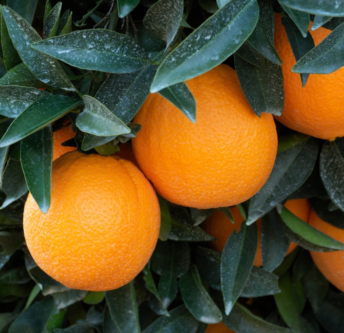 Washington Navel orange Plant|Buy Washington Navel orange plant