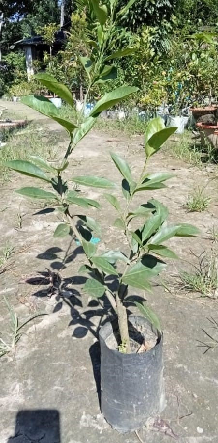 Washington Navel orange Plant|Buy Washington Navel orange plant