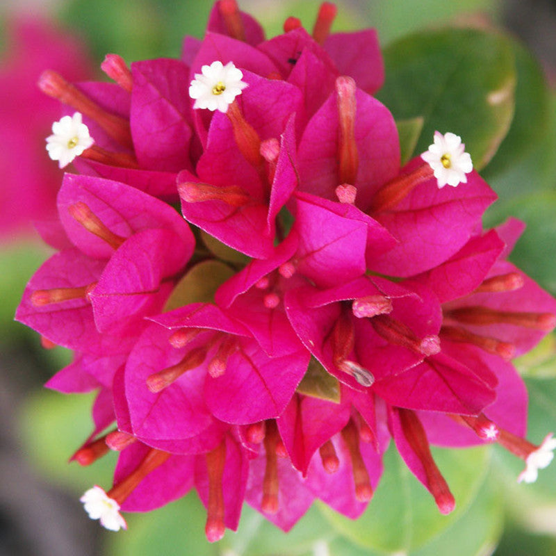Bougainvillea Plant for Sale | Buy Bougainvillea Tree Online | Dwarf Bougainvillea for Sale