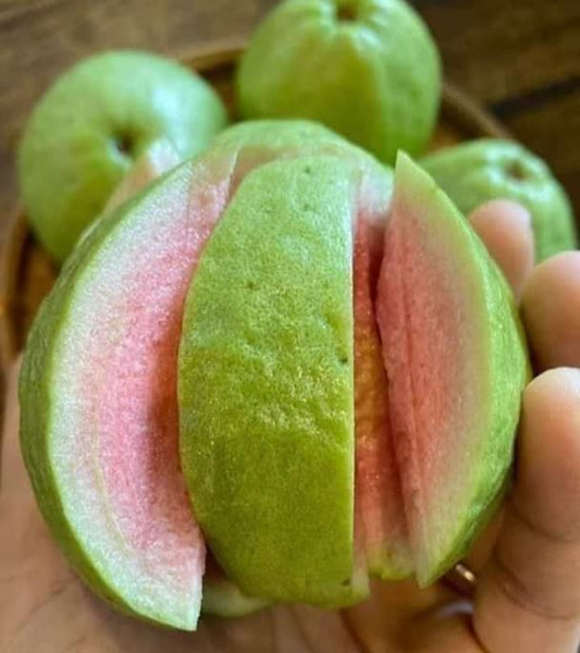 Taiwan Pink Guava|Discount Guava Trees |Guava Tree Deals| Guava Tree Sale|Buy Taiwan Pink Guava Plant Online