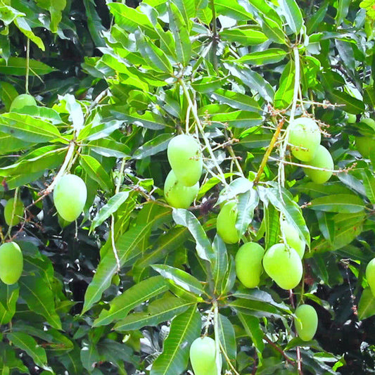 Mango cherukurasam(Grafted)- Fruit Plants & Tree