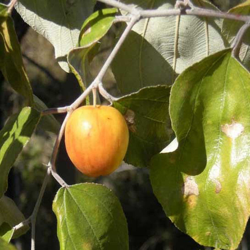 Indian Jujubee Gola - Fruit Plants & Tree