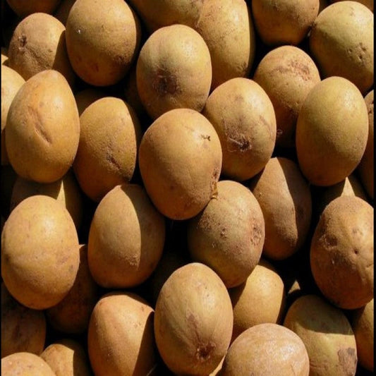 Kalapatti Chikoo Plant | Chikoo Plant for Sale | Grafted Chikoo Fruit Tree | Buy Chikoo Online | Sapota Fruit Plant for Sale