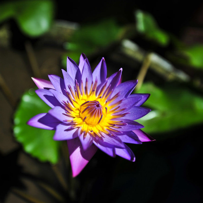 Water Lily Blue- Aquatic Plants