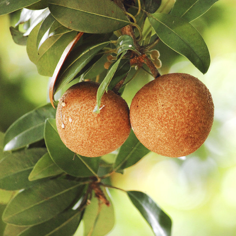 Kalapatti Chikoo Plant | Chikoo Plant for Sale | Grafted Chikoo Fruit Tree | Buy Chikoo Online | Sapota Fruit Plant for Sale