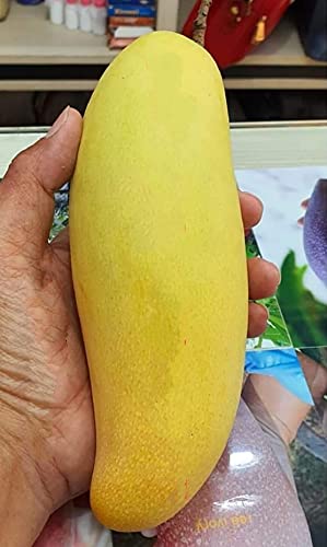 Banana Mango Plant for Sale | Banana Mango Tree for Sale | Buy Fruit Plant Online