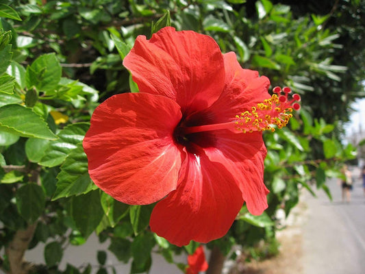 American Hibiscus Plants for Sale | Hibiscus Plants for Sale Buy Online