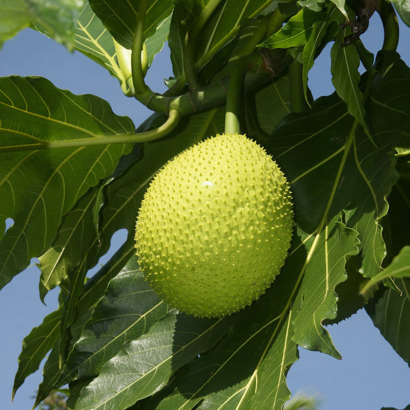 BreadFruit Plant for Sale | JackFruit Tree for Sale | Buy Panasa Online