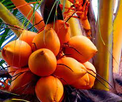 Ceylon Orange Coconut Tree | Coconut tree for sale | Buy orange coconut plant tree online | Fruit plant for sale