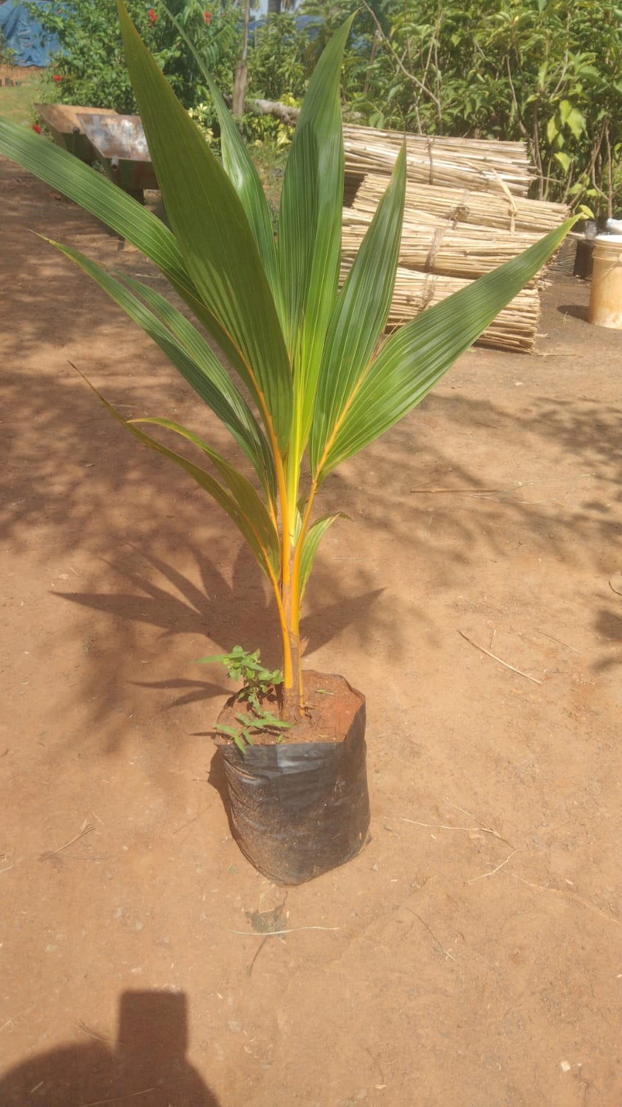 Ceylon Orange Coconut Tree | Coconut tree for sale | Buy orange coconut plant tree online | Fruit plant for sale