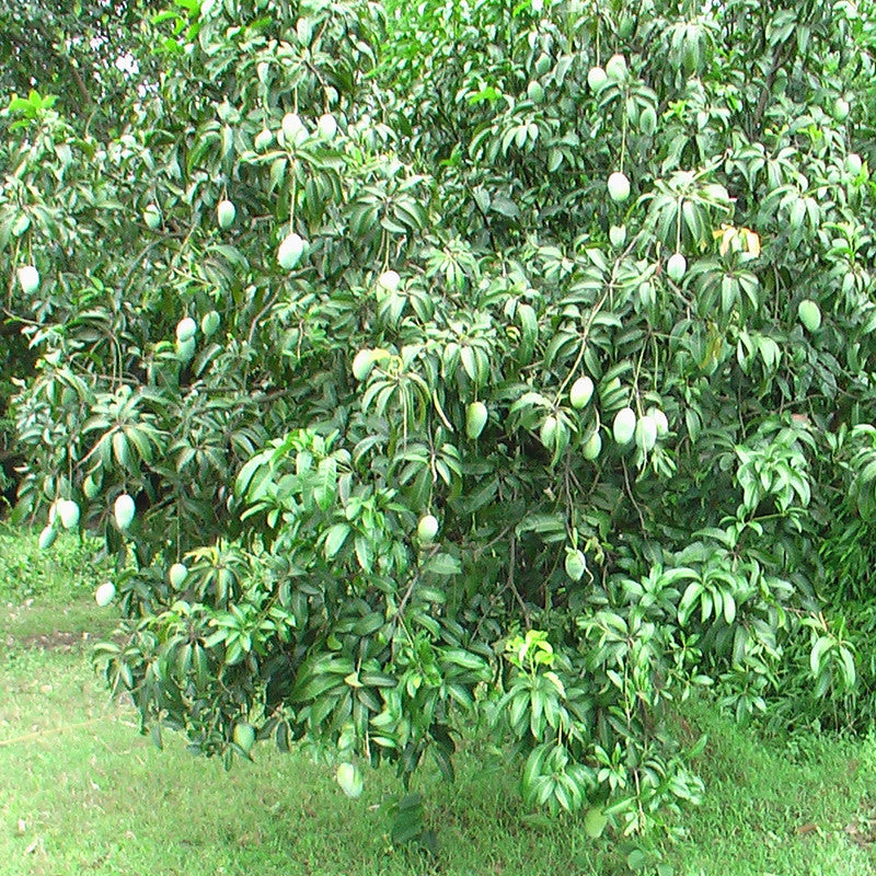 Mango Dasheri(Grafted) - Fruit Plants & Tree