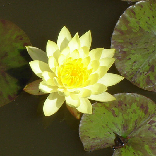 Water Lily Yellow - Aquatic Plants