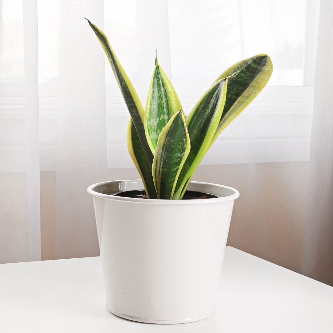 biological name snake plant Buy Snake Plant (Botanical Name