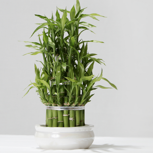 Lucky Bamboo