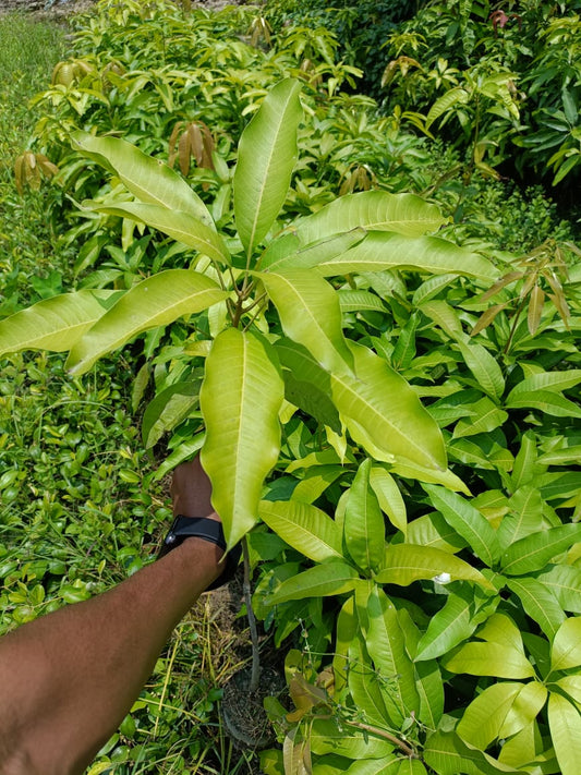 kohitur Mango Plant Grafted