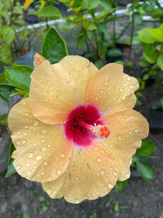 Hibiscus Plant