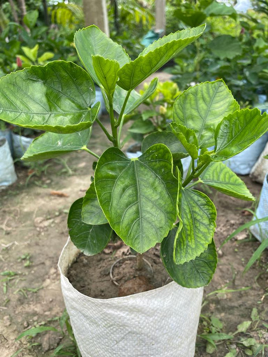 Hibiscus Plants for Sale | Buy Hibiscus Plant Online | Hibiscus Plants for Sale near me | Hibiscus Flower Plant for Sale