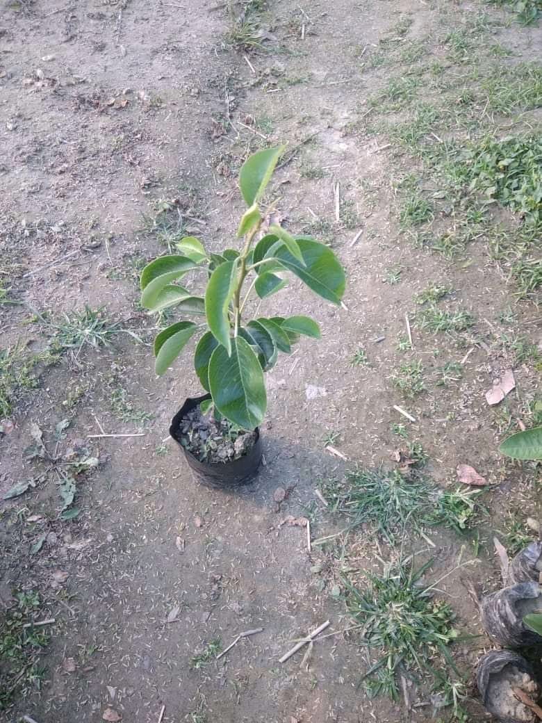 Pear Plant for sale | Pear tree for sale near me } Buy Pear trees online | Grafted Pear Plant price near me