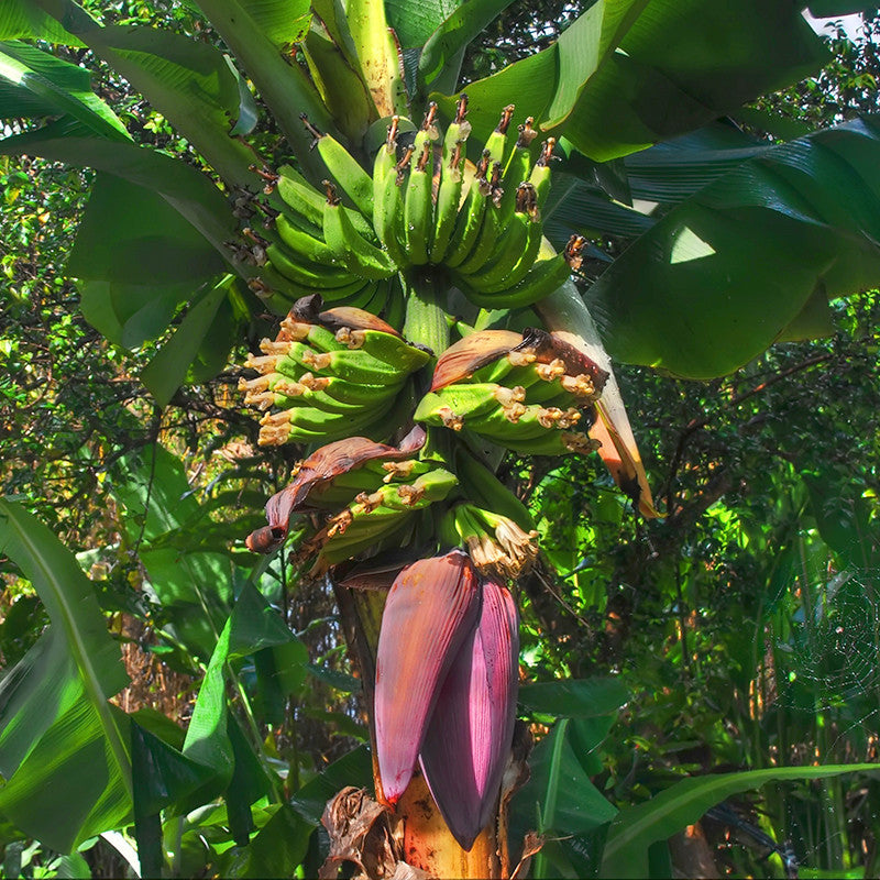 Amruthapani Banana Plants for Sale | Buy Banana Tree Online | Fruit Plants for Sale
