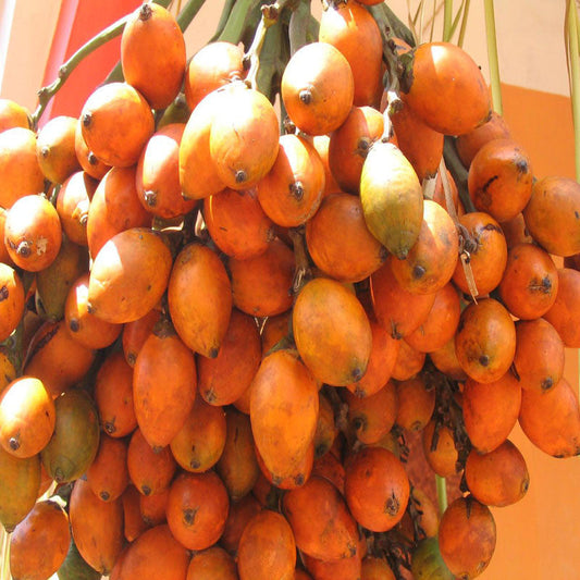 Betel Nut Plant for Sale | Buy Areca Nut Tree Online | Fruit Plant for Sale