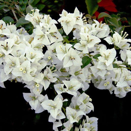 White Bougainvillea for Sale | Buy Bougainvillea Online | Bougainvillea Spectabilis for Sale