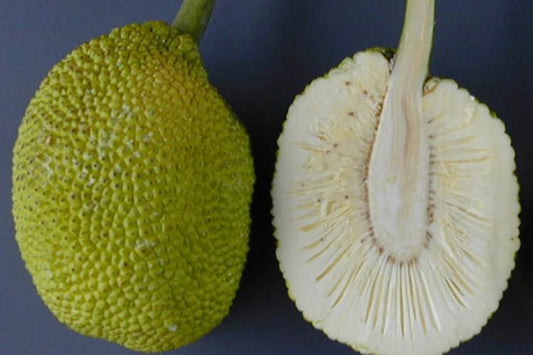 BreadFruit Plant for Sale | JackFruit Tree for Sale | Buy Panasa Online