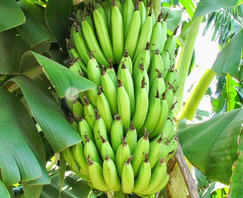 Musa Sapientum plant | Curry Banana tree | Curry Banana plant for