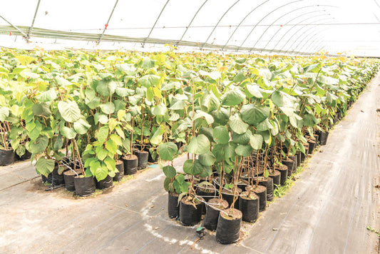 Kiwi Fruit (Grafted) - Hayward Variety