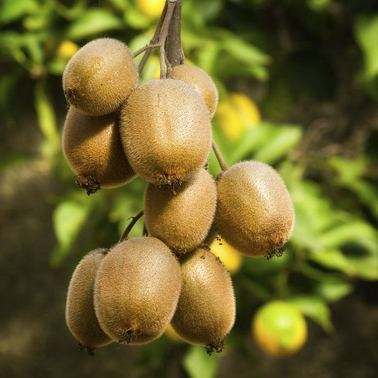 Kiwi Fruit (Grafted) - Hayward Variety