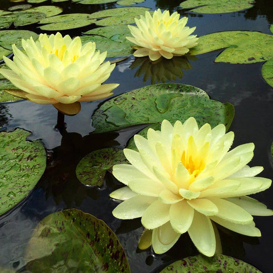 Water Lily Yellow - Aquatic Plants