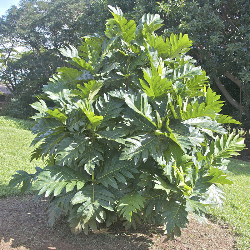 BreadFruit Plant for Sale | JackFruit Tree for Sale | Buy Panasa Online