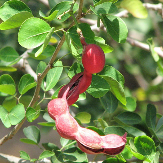 Pithecellobium dulce/Manila tamarind - Fruit Plants & Tree