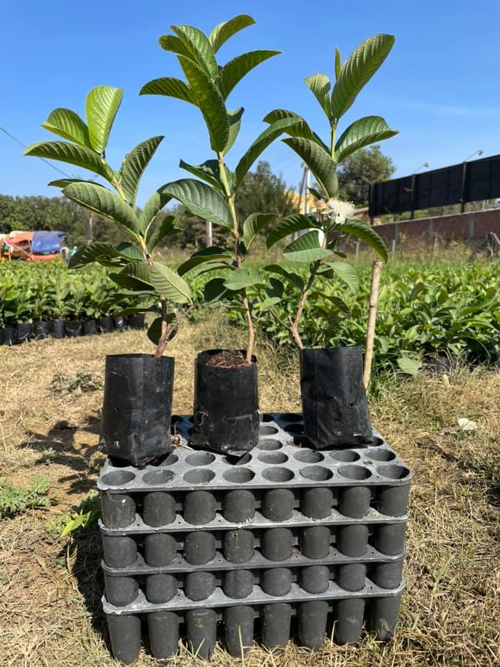 Taiwan Pink Guava|Discount Guava Trees |Guava Tree Deals| Guava Tree Sale|Buy Taiwan Pink Guava Plant Online
