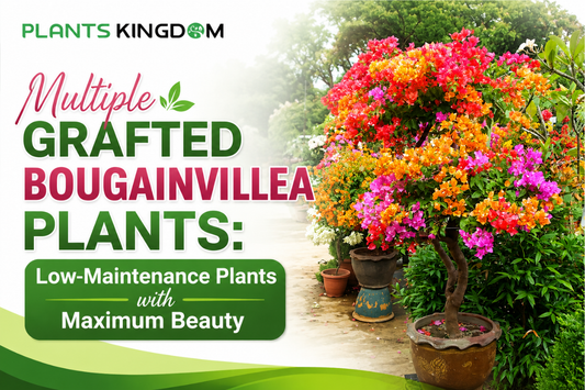 Multiple Grafted Bougainvillea Plants