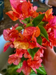 ADARNA THAI BOUGAINVILLEA FLOWER PLANT| BUY ADARNA THAI BOUGAINVILLEA