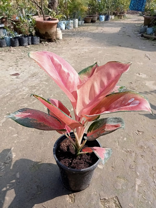 Aglaonema Plant|Aglaonema Red Siam for Sale