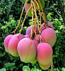 Apple Mango Grafted Plant|Apple Mango Tree for Sale