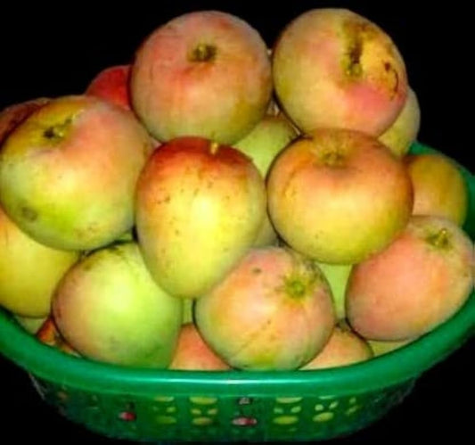 Apple Mango Grafted Plant|Apple Mango Tree for Sale