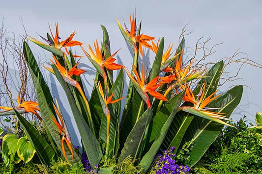 Bard of Plant Paradise|"Harmony of the Green Muse"|#Nature Melodies