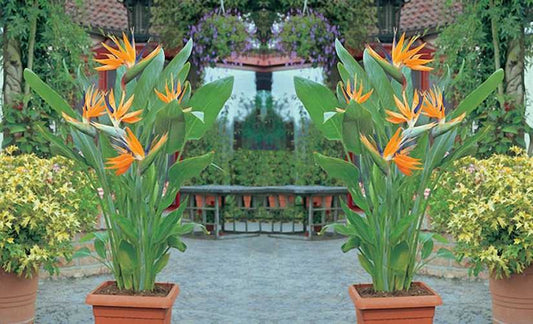 Bard of Plant Paradise|"Harmony of the Green Muse"|#Nature Melodies