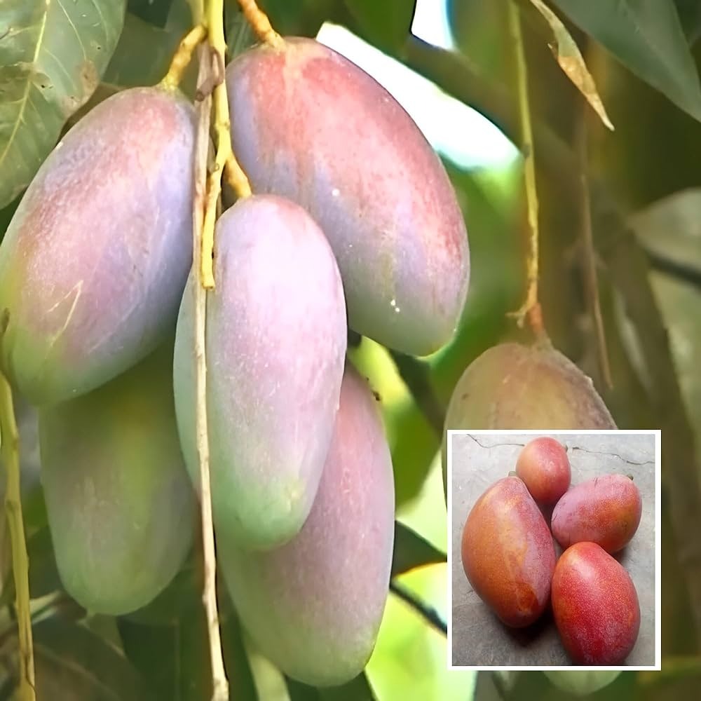 The "Bari -13" mango plant|Bari Mango-13 Plant Purchase