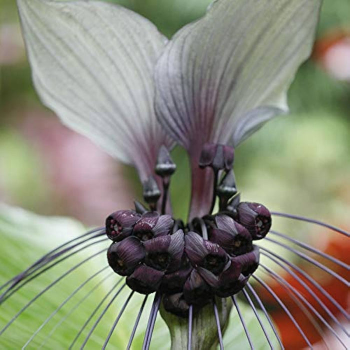 Bat Lily (Tacca chantrieri)  Set of 2|Buy Bat Lily Online|Dark Purple Flower Plant|Unique Blooms for Sale