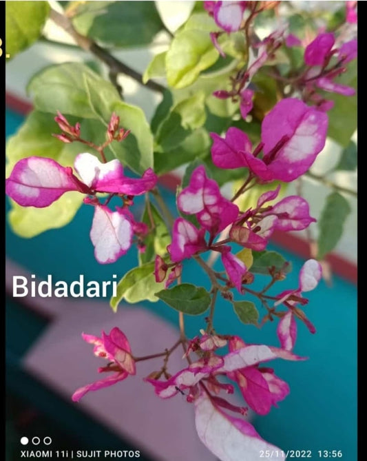 The Bidadari Thai variety of Bougainvillea